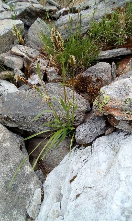 Anthoxanthum alpinum flower