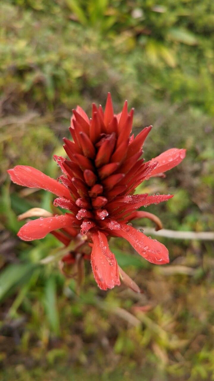 Pitcairnia bifrons flower