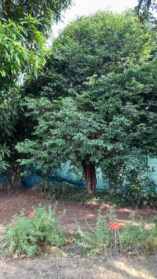 Mouriri guianensis habit