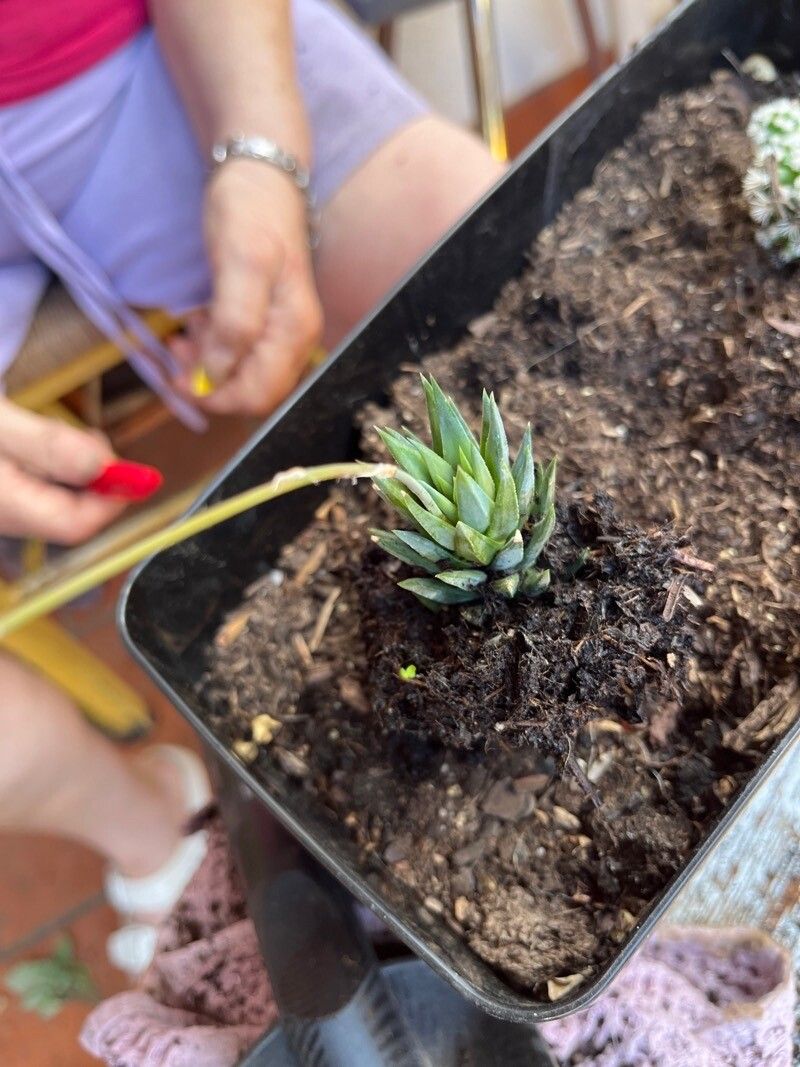 Haworthiopsis glauca flower