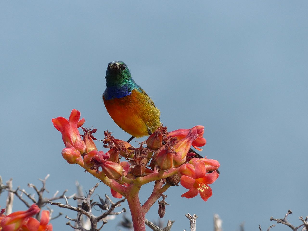 Tylecodon paniculatus flower