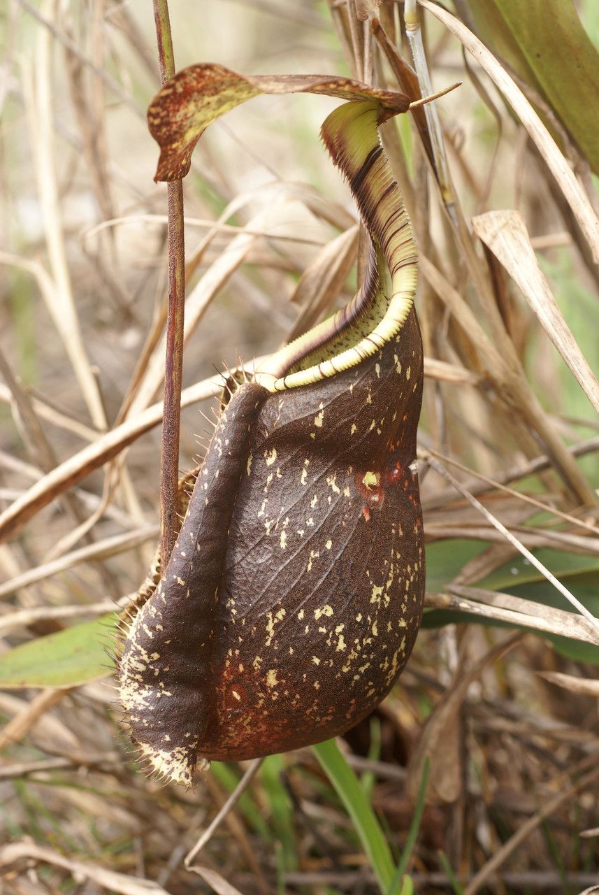 Nepenthes rafflesiana leaf