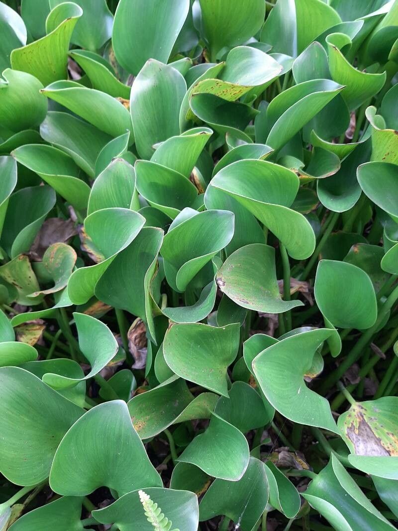 Eichhornia crassipes — search result for 'Hoya'