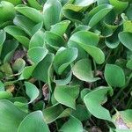 Eichhornia crassipes