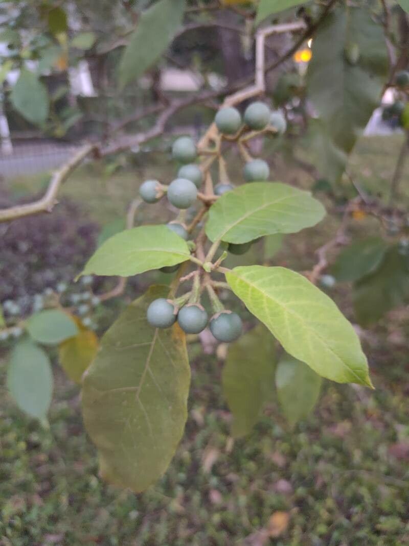 Solanum paniculatum — houseplant care guide