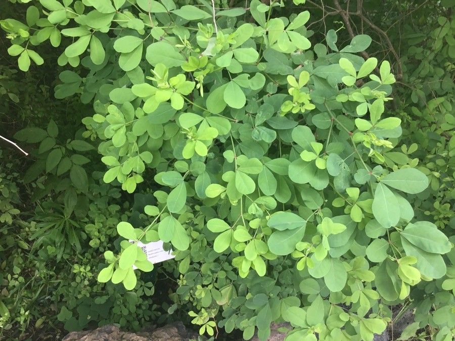 Lotus spectabilis leaf