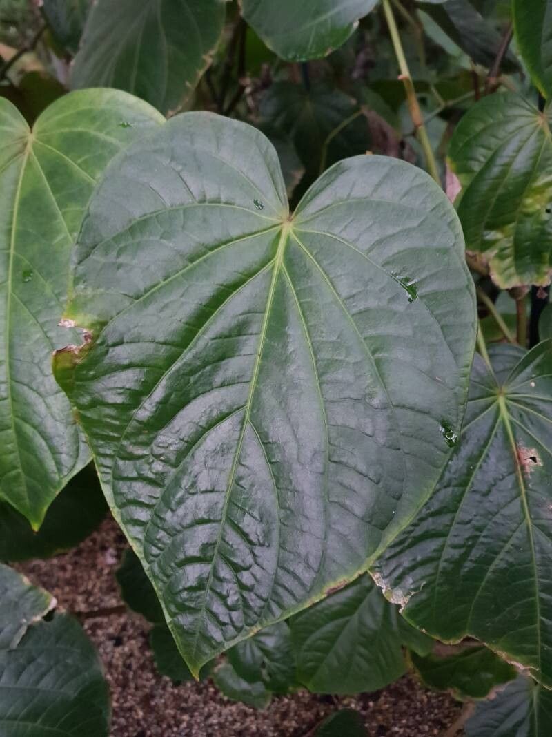 Piper schiedeanum leaf