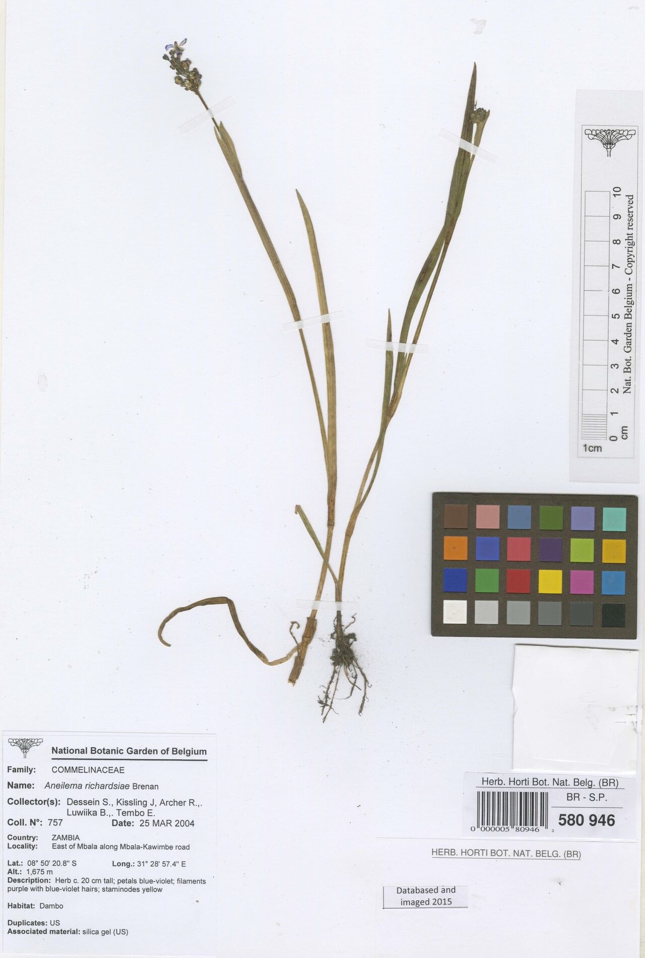 Aneilema richardsiae — houseplant care guide