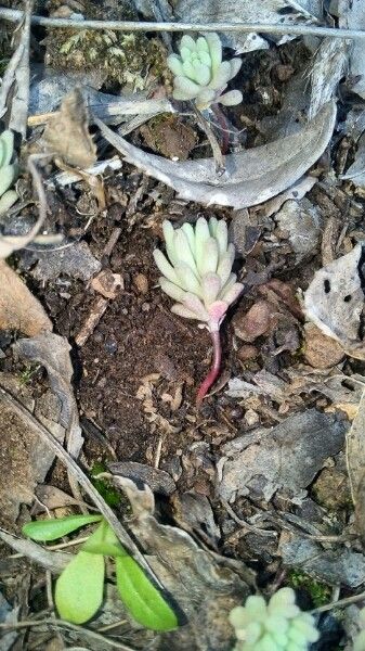 Sedum litoreum bark