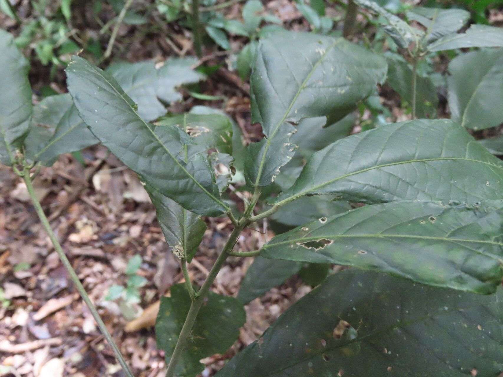 Acalypha apodanthes — houseplant care guide