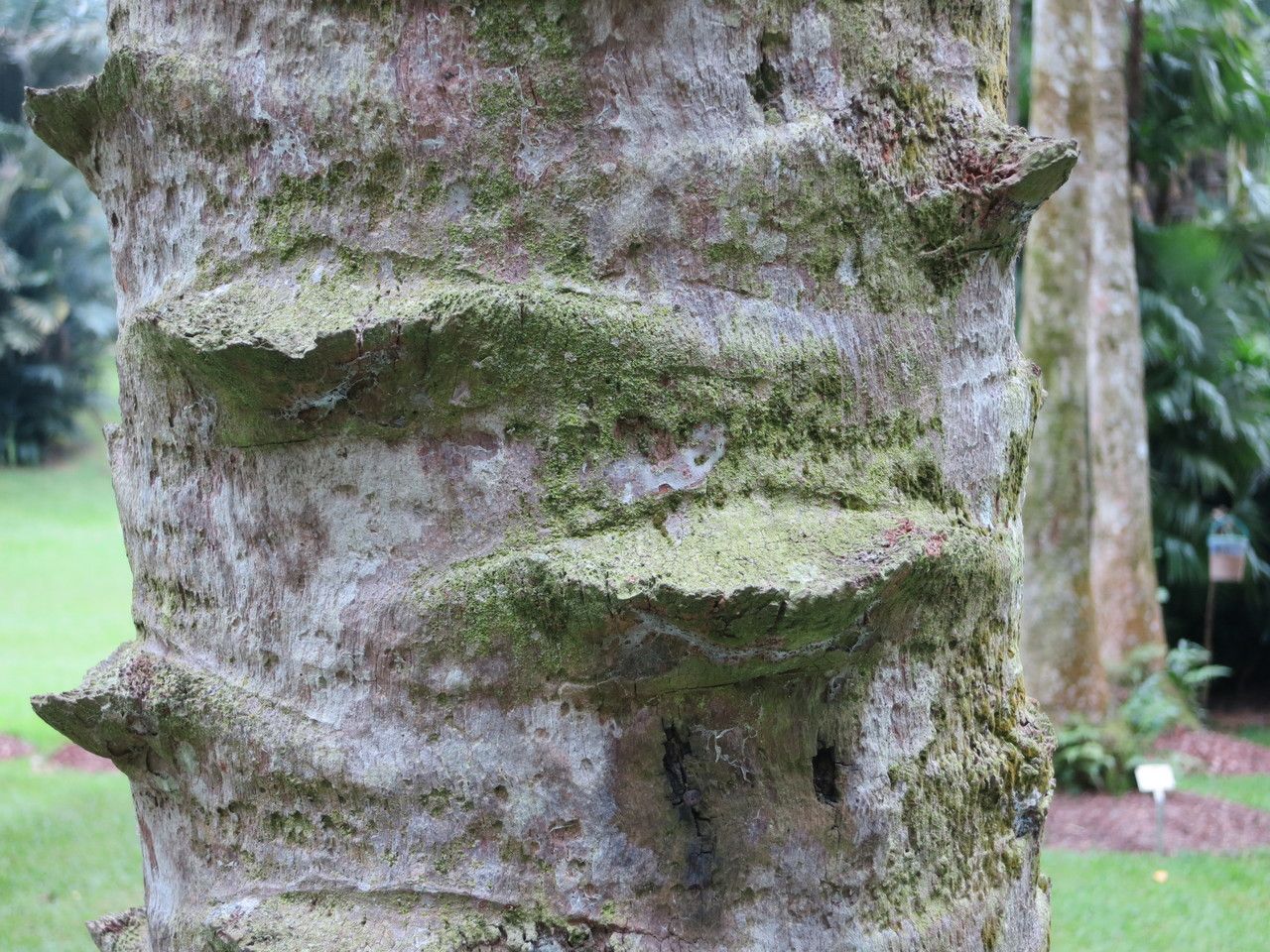 Livistona saribus — houseplant care guide