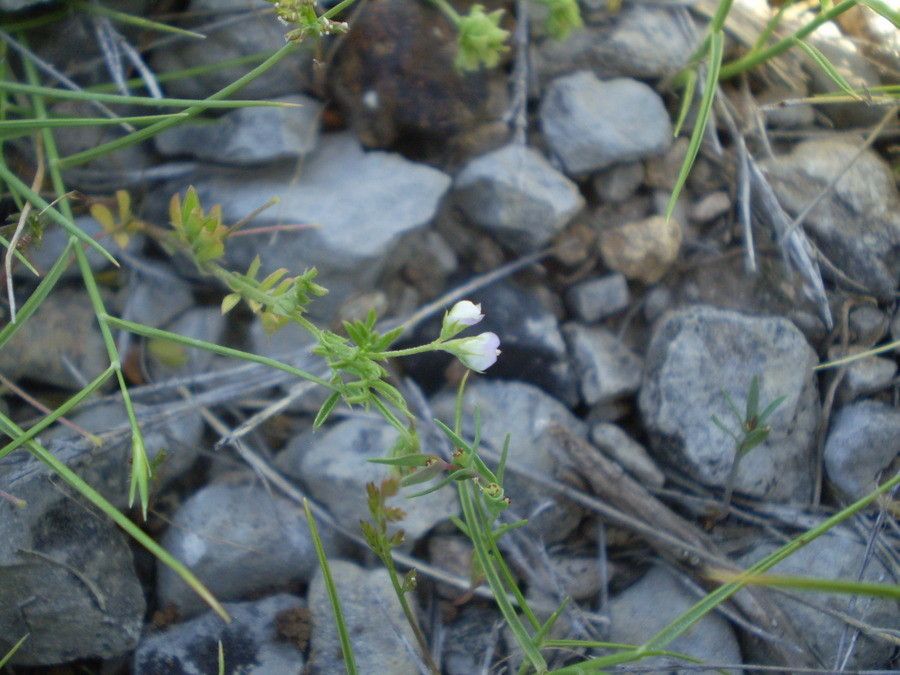 Lens lamottei flower
