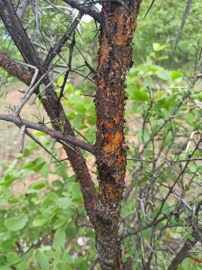 Vachellia exuvialis bark