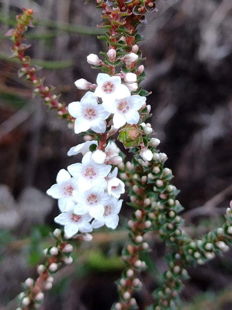 Epacris microphylla flower