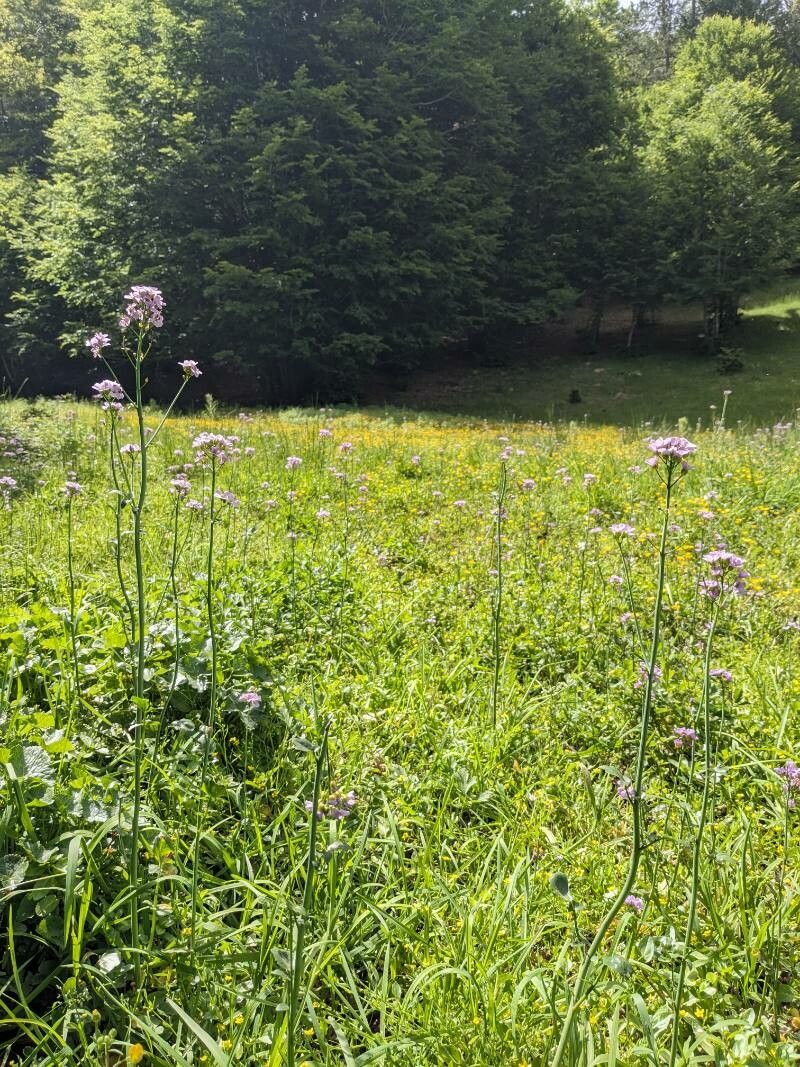 Cardamine silana flower