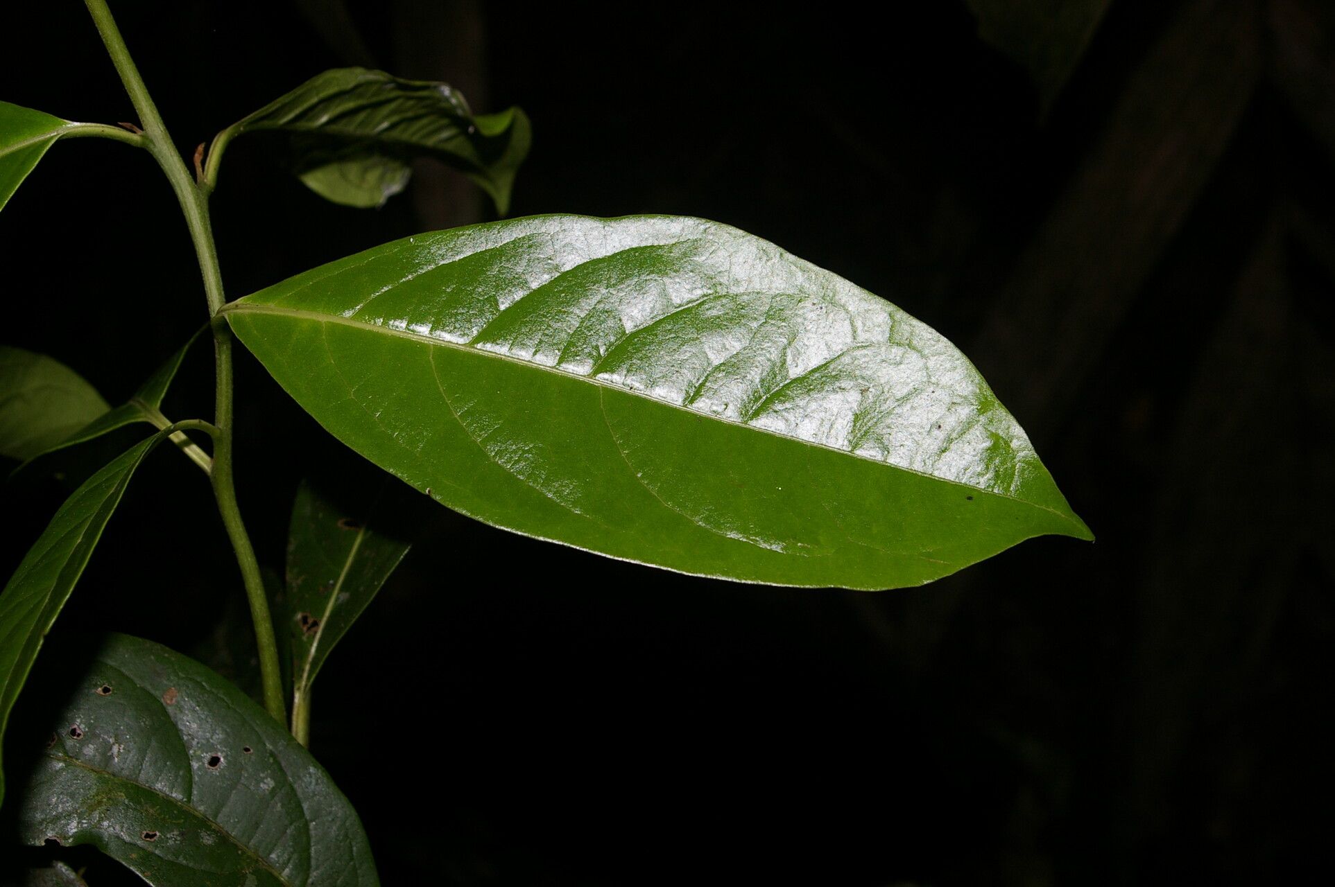 Cordia porcata leaf