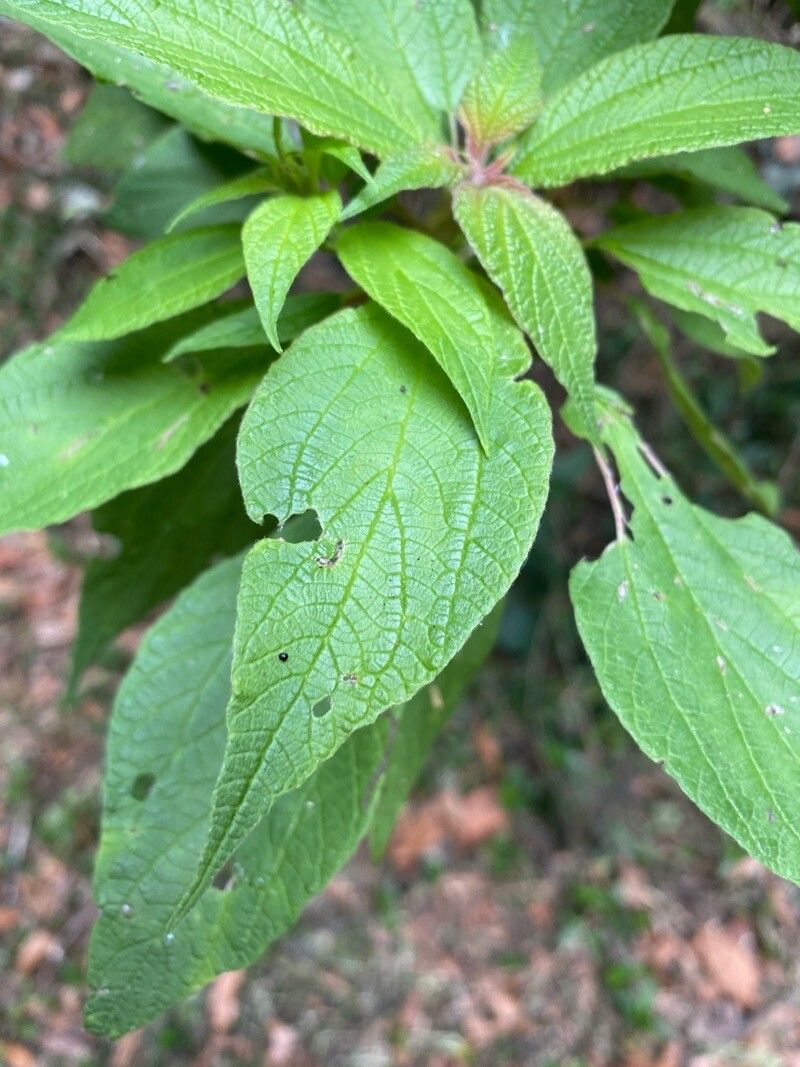 Gesnouinia arborea — houseplant care guide