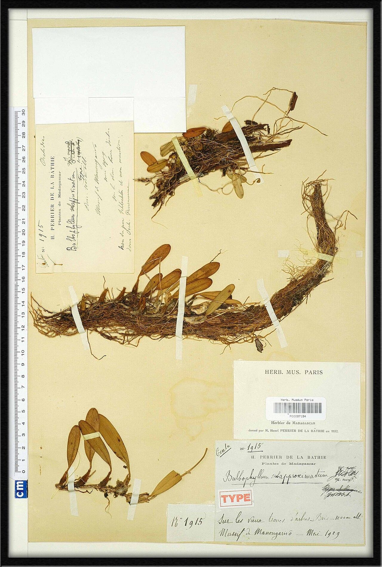 Bulbophyllum subapproximatum — houseplant care guide