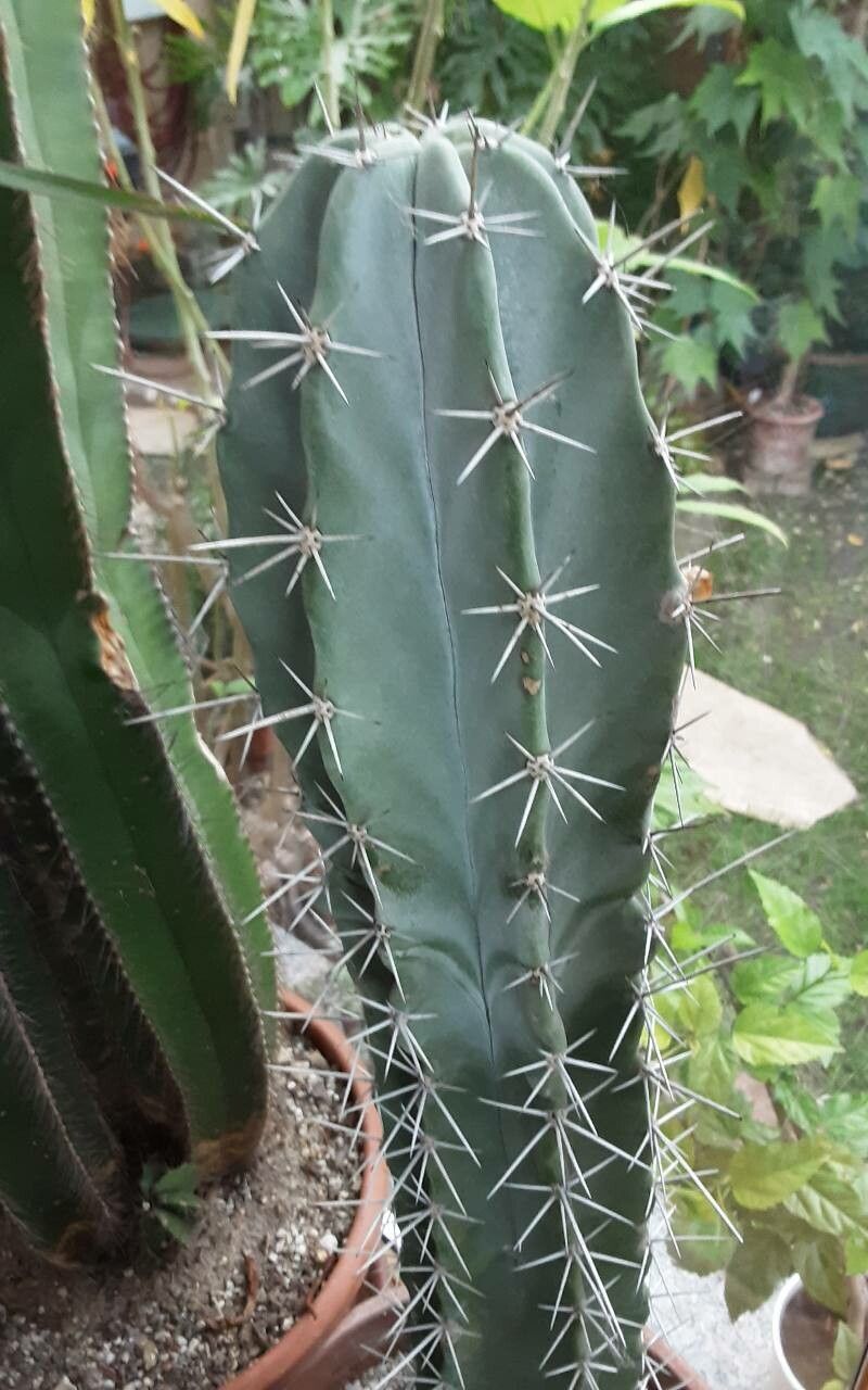 Stenocereus stellatus bark