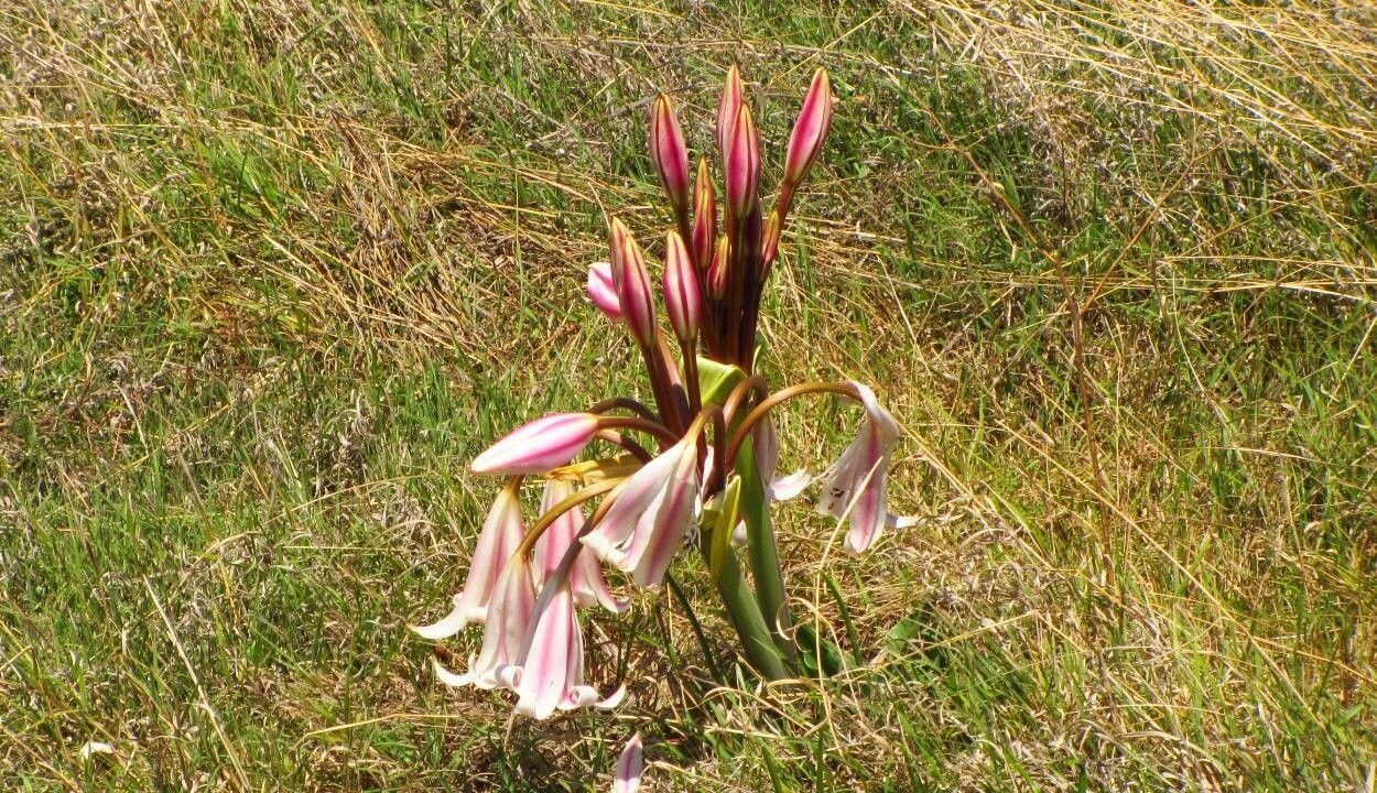 Crinum macowanii flower