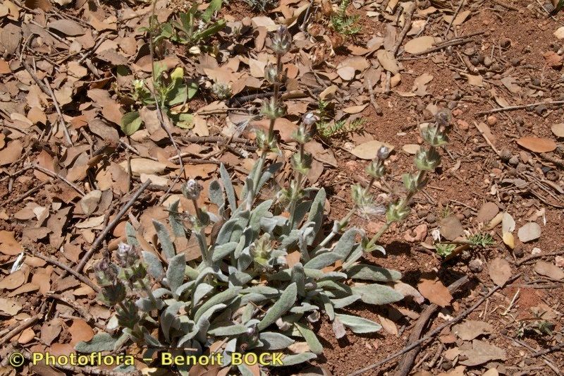Salvia phlomoides habit