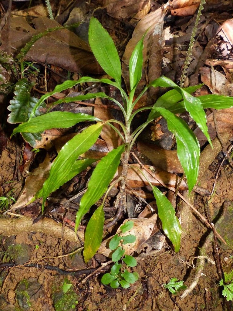 Hetaeria whitmeei habit