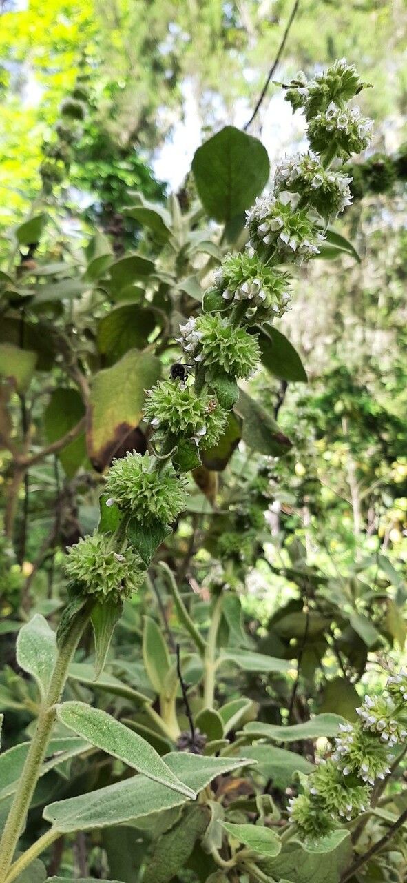 Sideritis canariensis flower