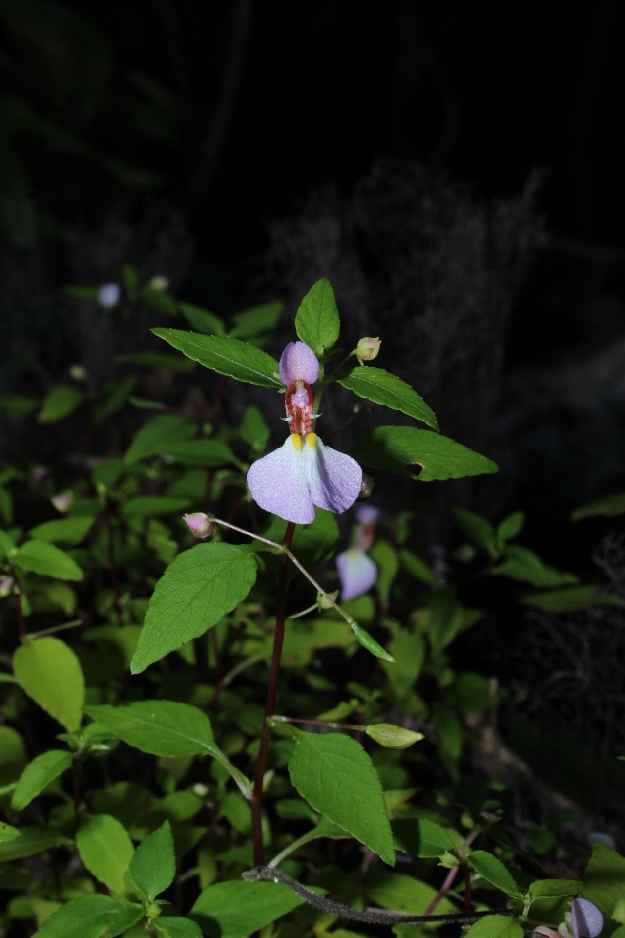 Impatiens ankaranensis flower