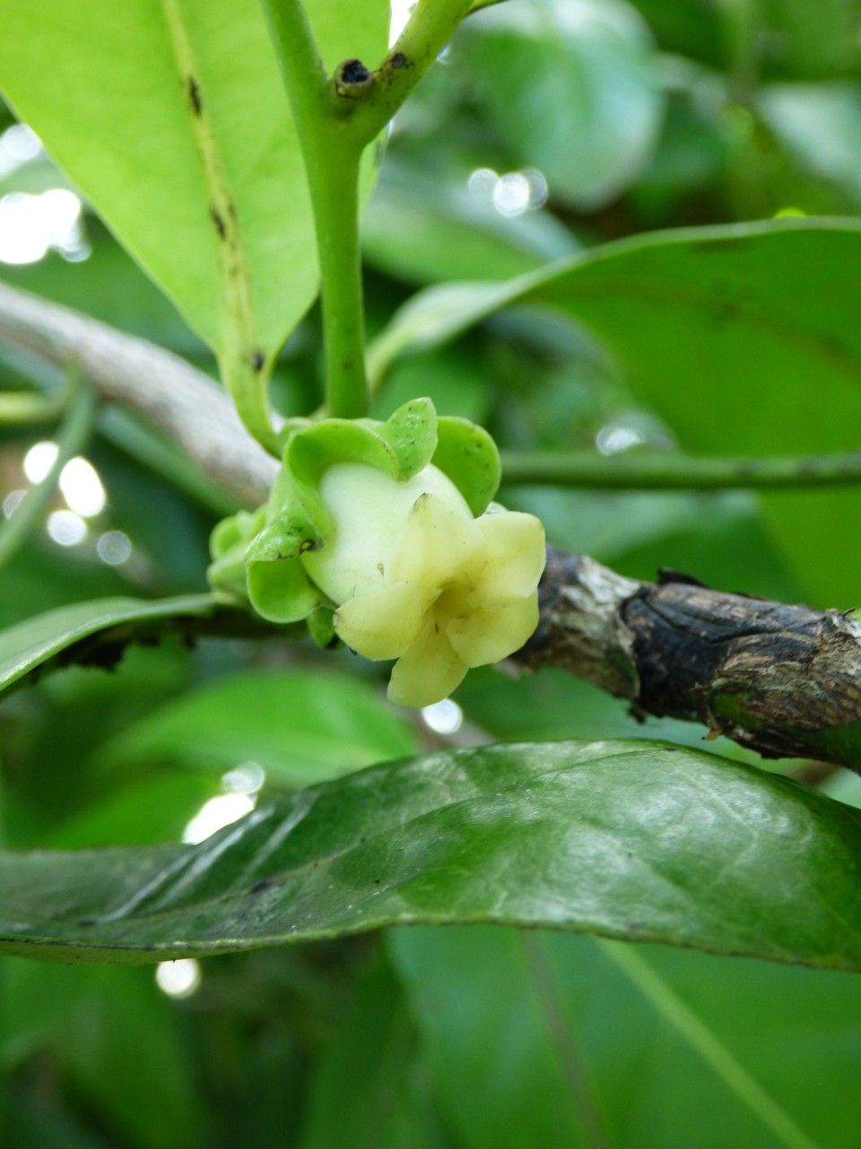 Diospyros digyna flower