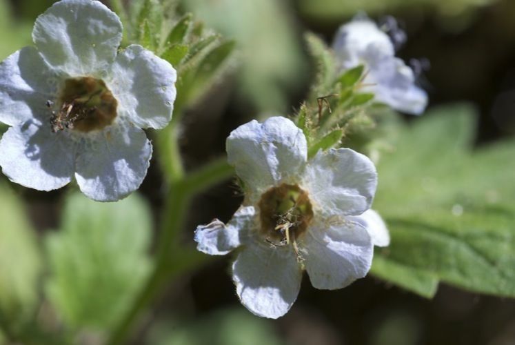 Phacelia bolanderi flower