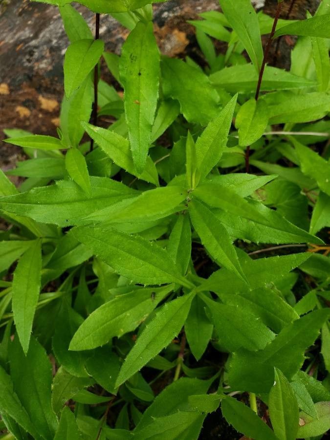 Arnica lanceolata — search result for 'Arnica'