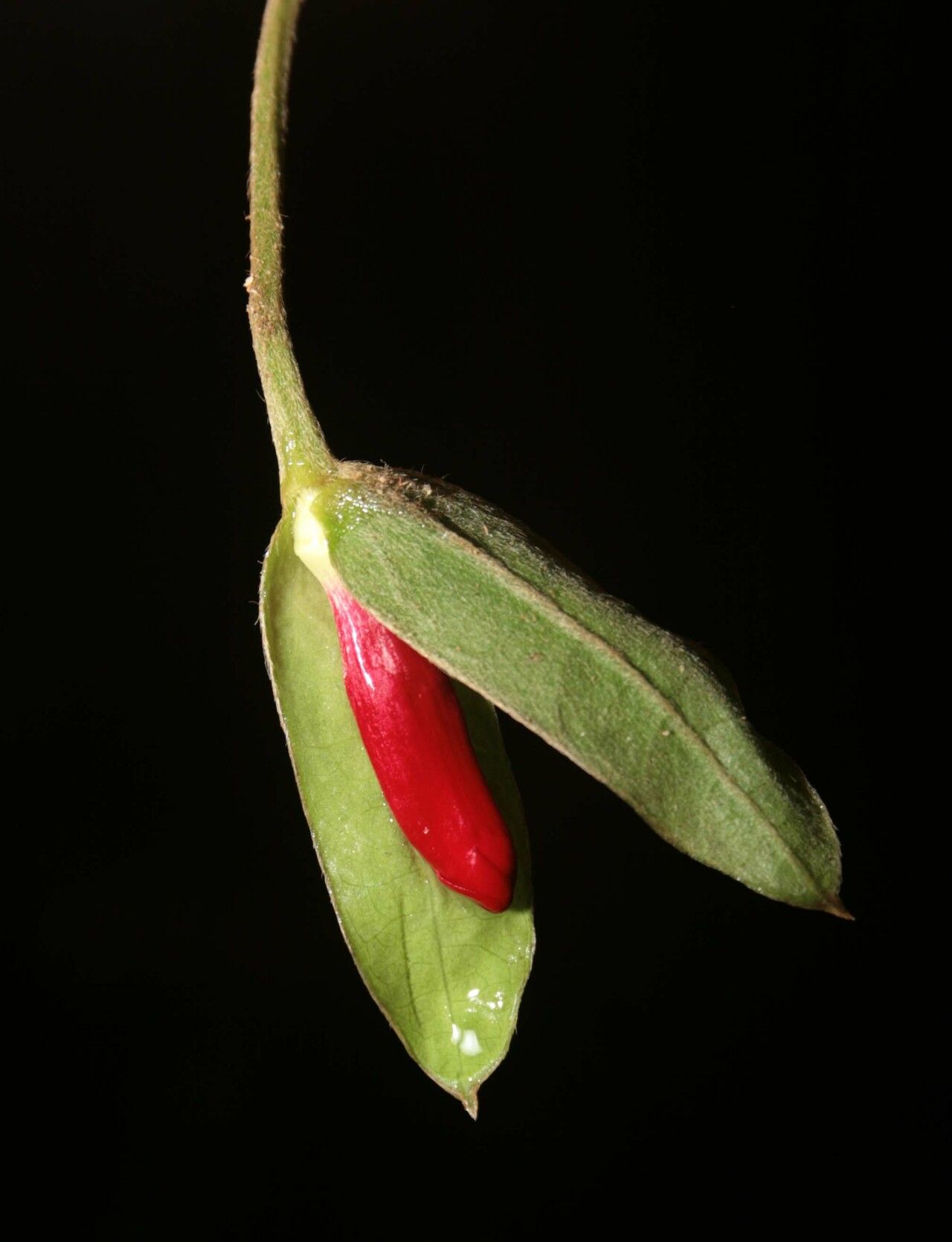Mendoncia hoffmannseggiana flower