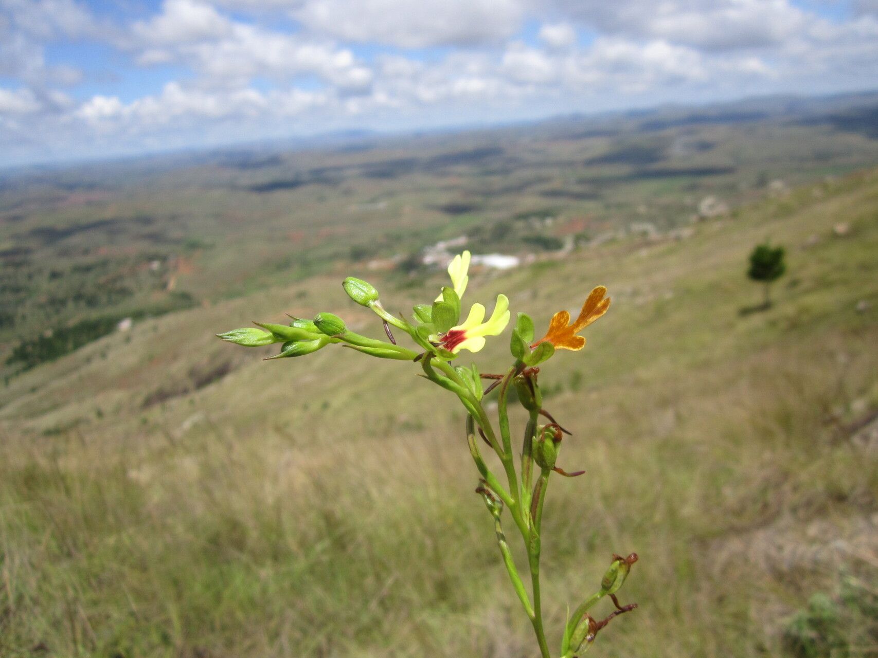 Cynorkis flexuosa — houseplant care guide