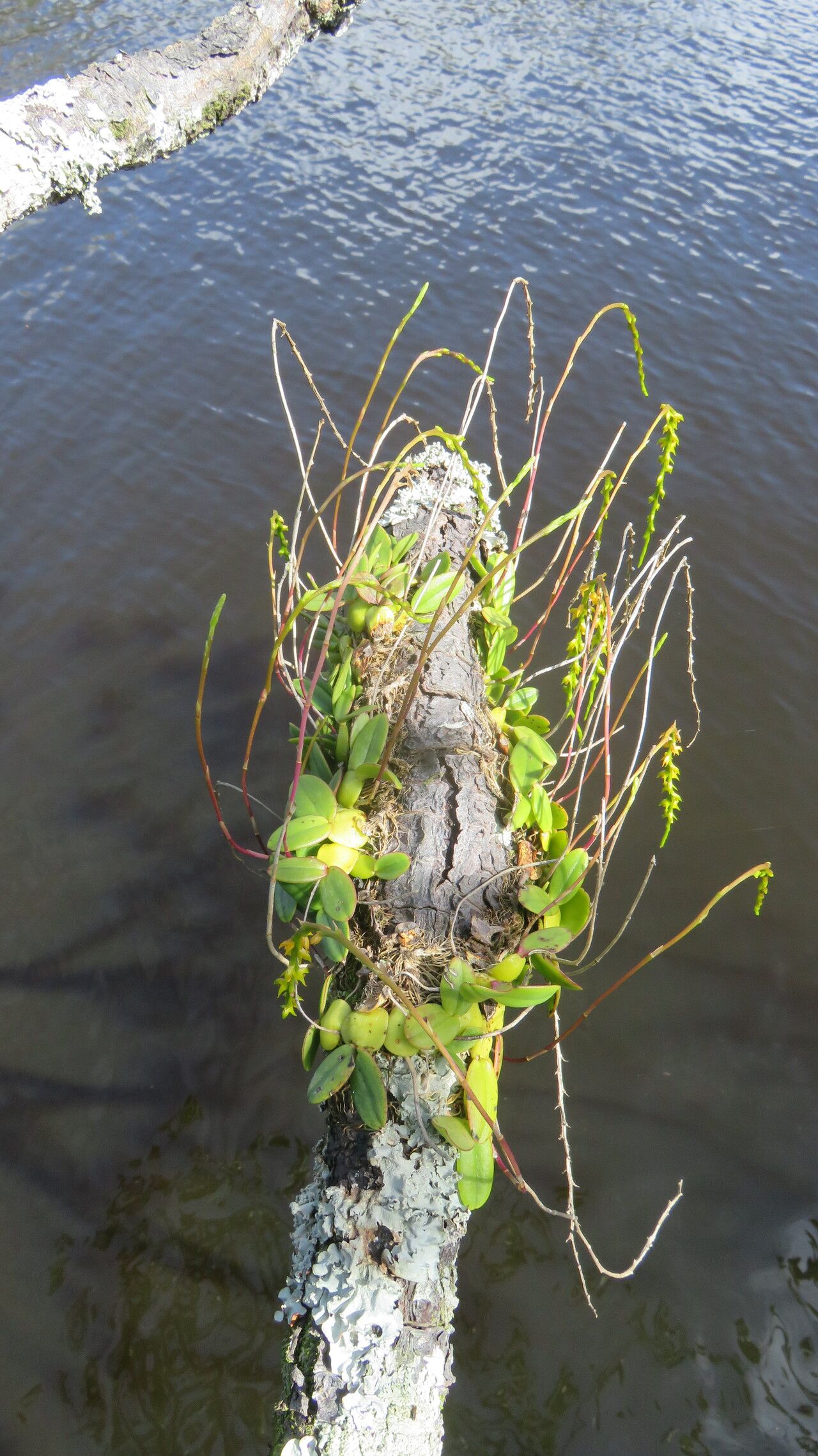 Bulbophyllum pervillei habit