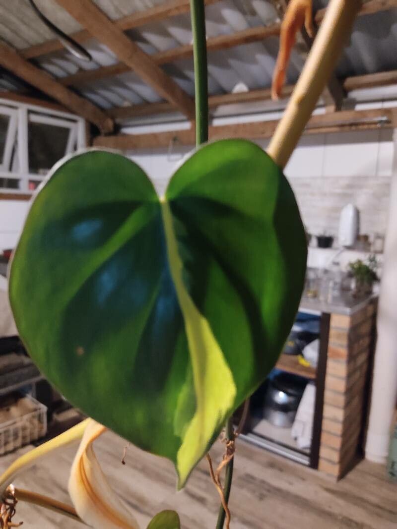 Philodendron brasiliense — search result for 'Philodendron'