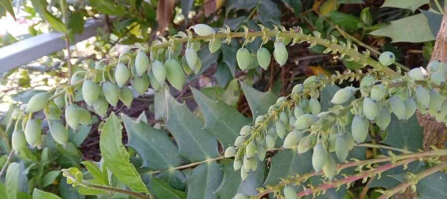 Mahonia japonica fruit