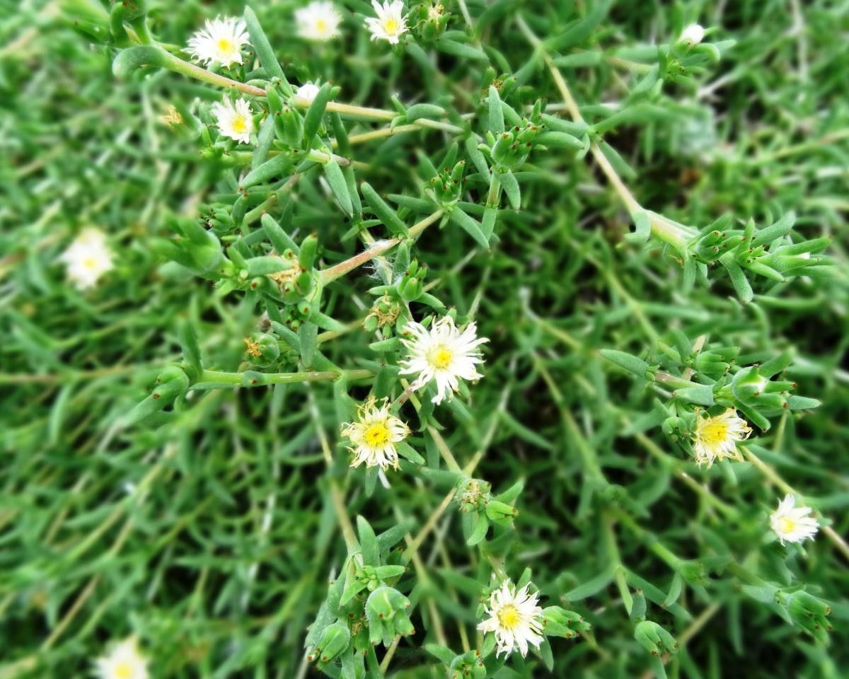 Trichodiadema littlewoodii — houseplant care guide