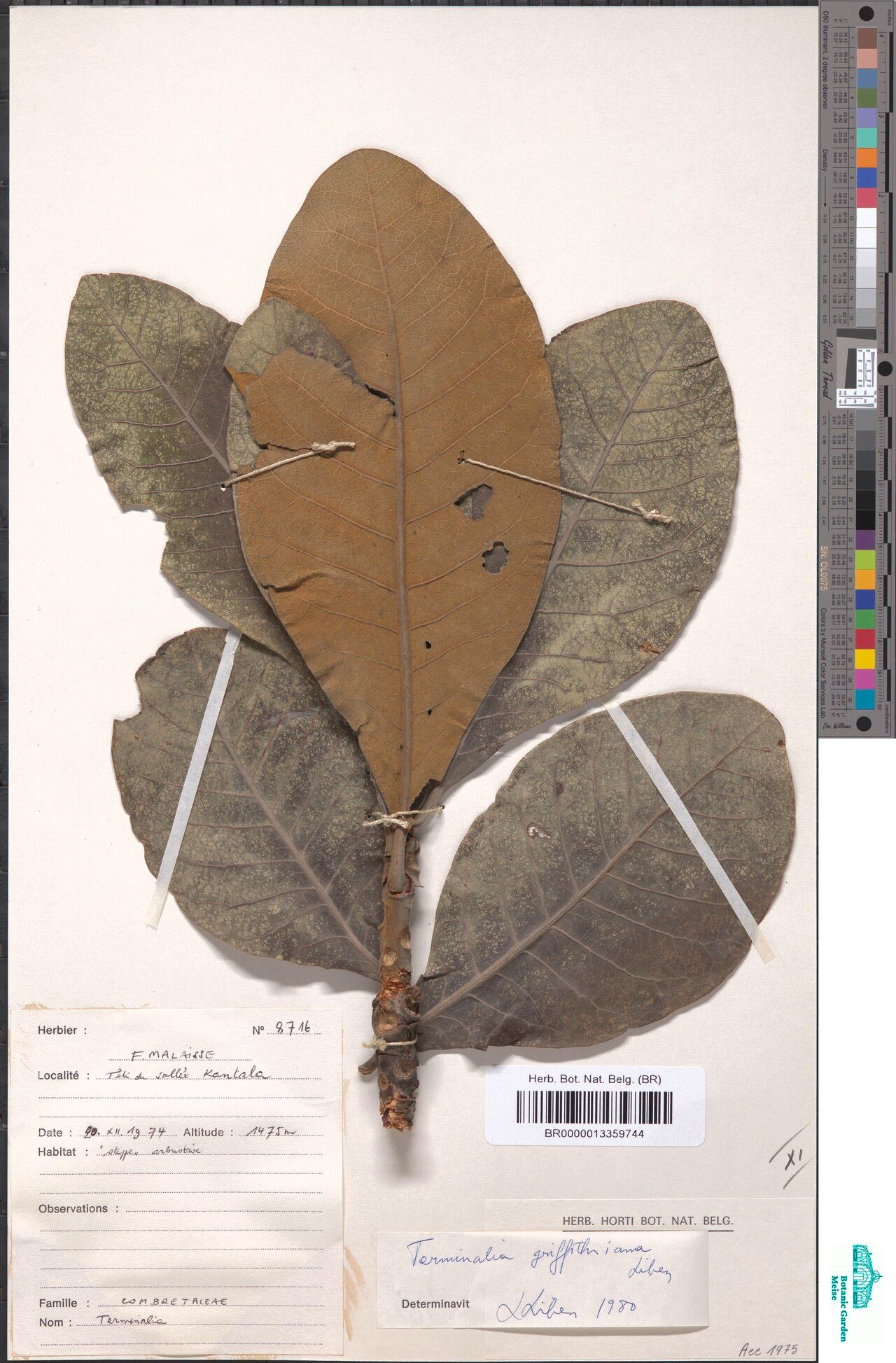 Terminalia griffithsiana — search result for 'Terminalia'