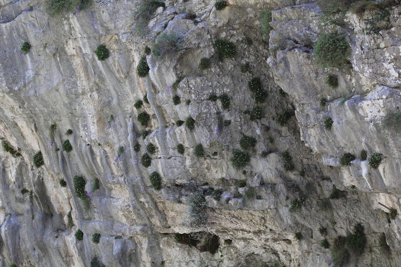 Potentilla saxifraga — search result for 'Potentilla'