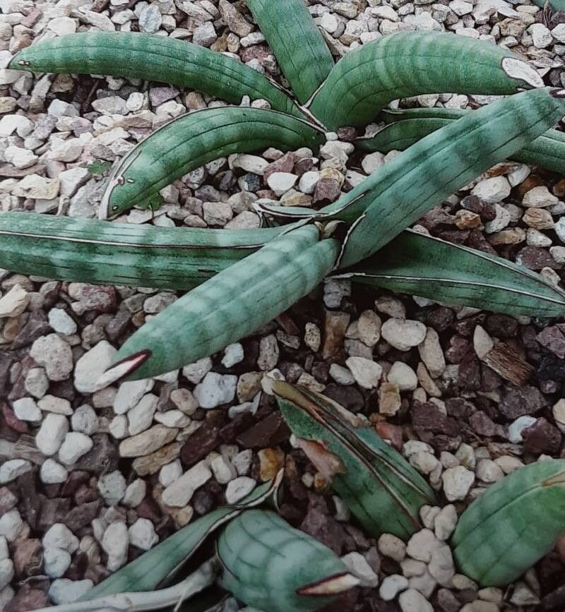 Dracaena eilensis — search result for 'Dracaena'