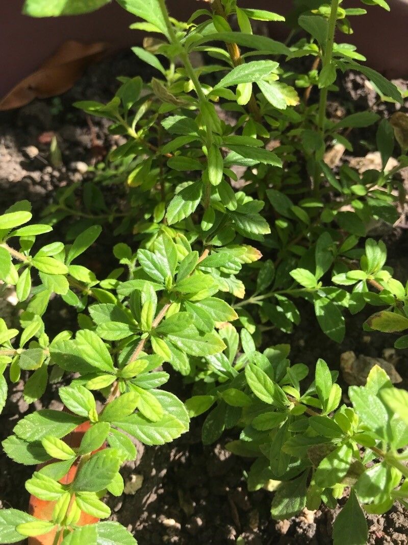 Lippia micromera leaf