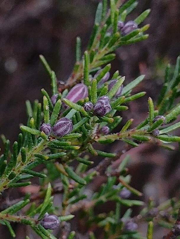 Philotheca salsolifolia — search result for 'Rutaceae'