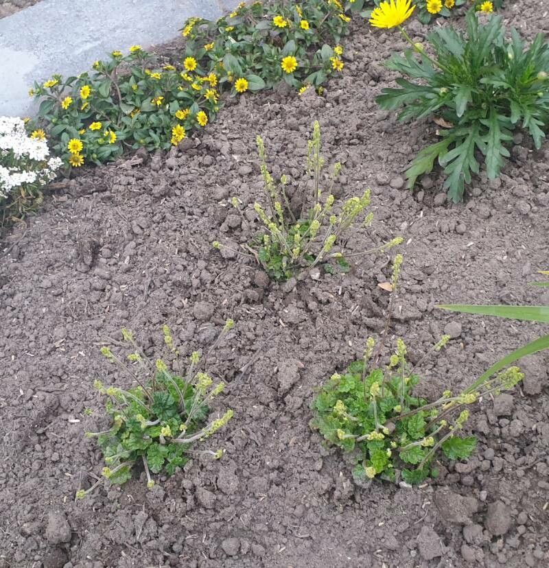 Heuchera parvifolia — search result for 'Heuchera'