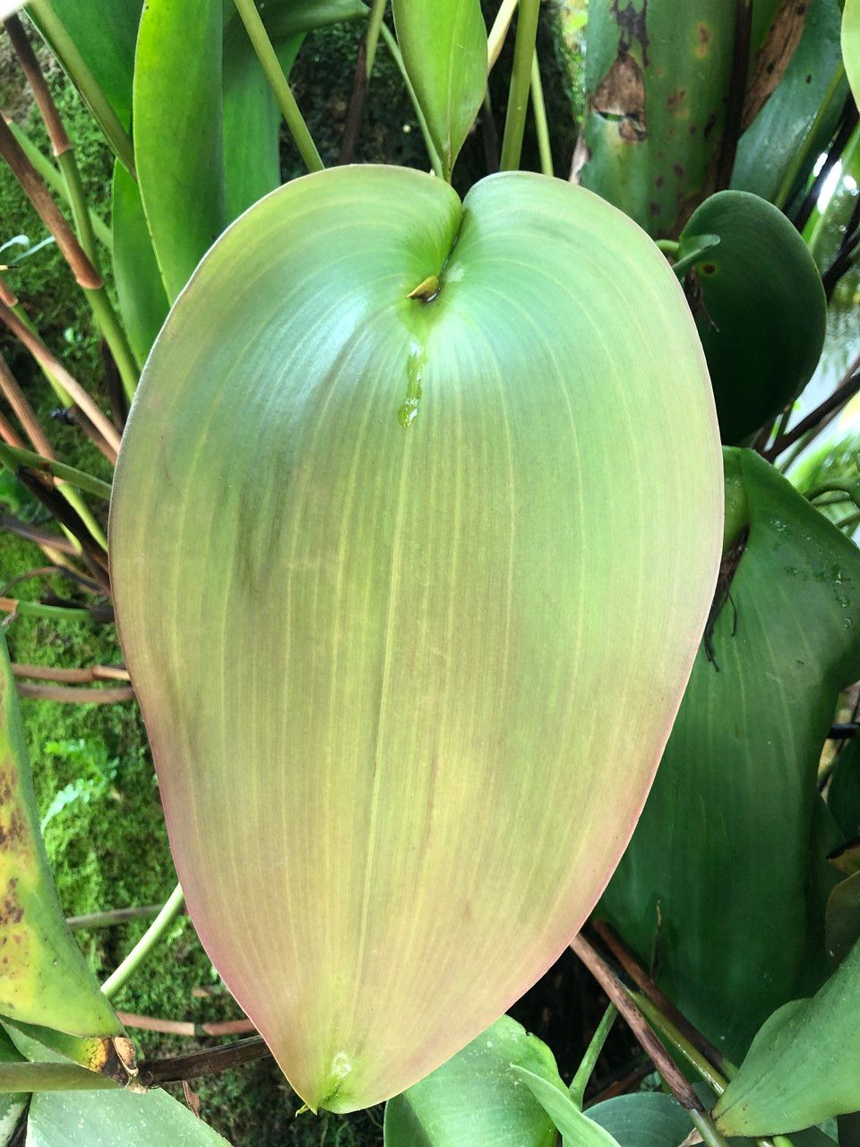 Pleurothallis teaguei — houseplant care guide