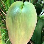 Pleurothallis teaguei