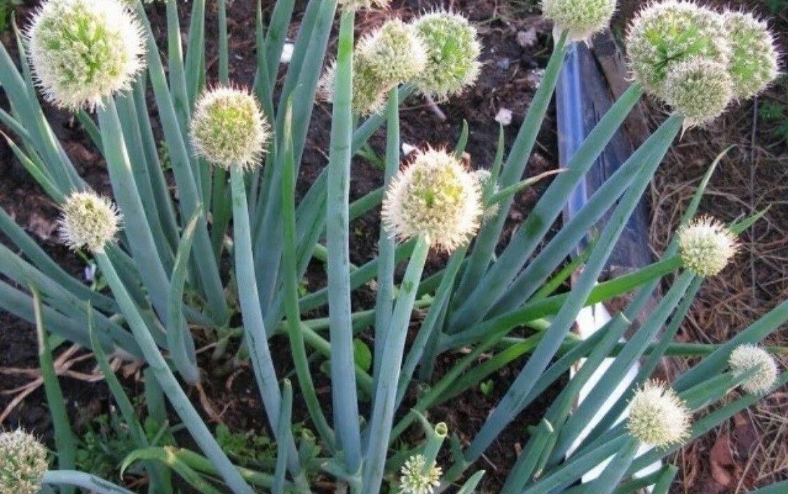 Allium altaicum flower