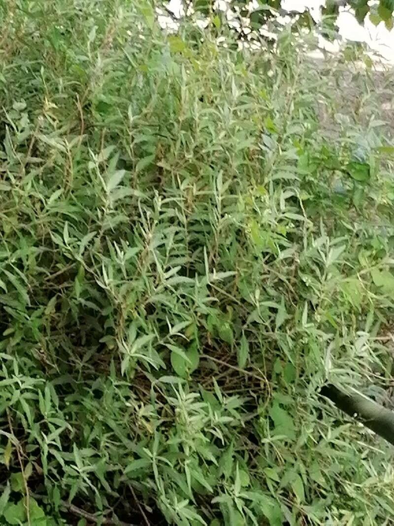 Buddleja sessiliflora — search result for 'Scrophulariaceae'