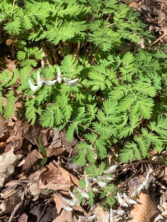 Dicentra cucullaria leaf