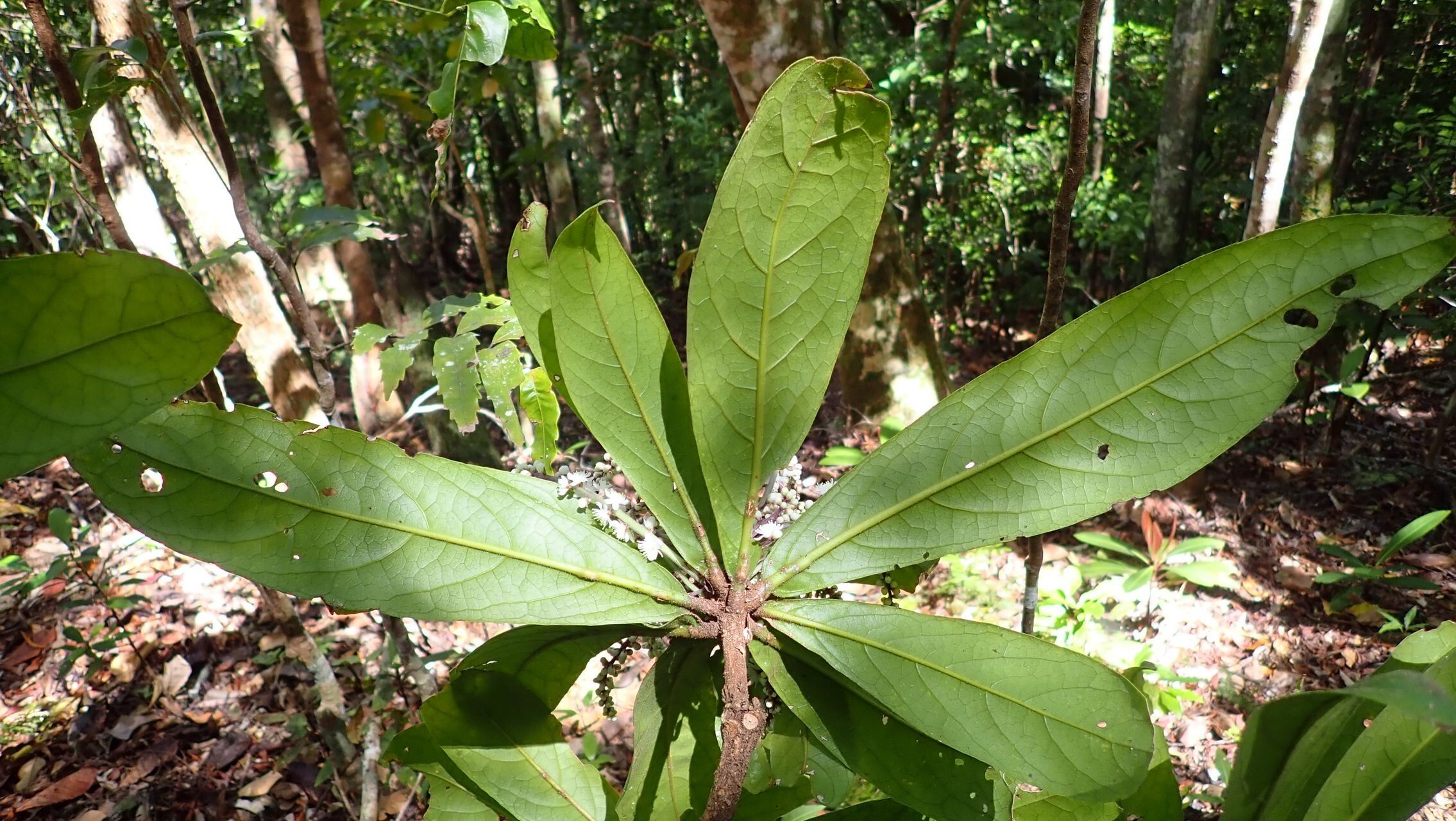 Symplocos caerulescens — related species from the same genus
