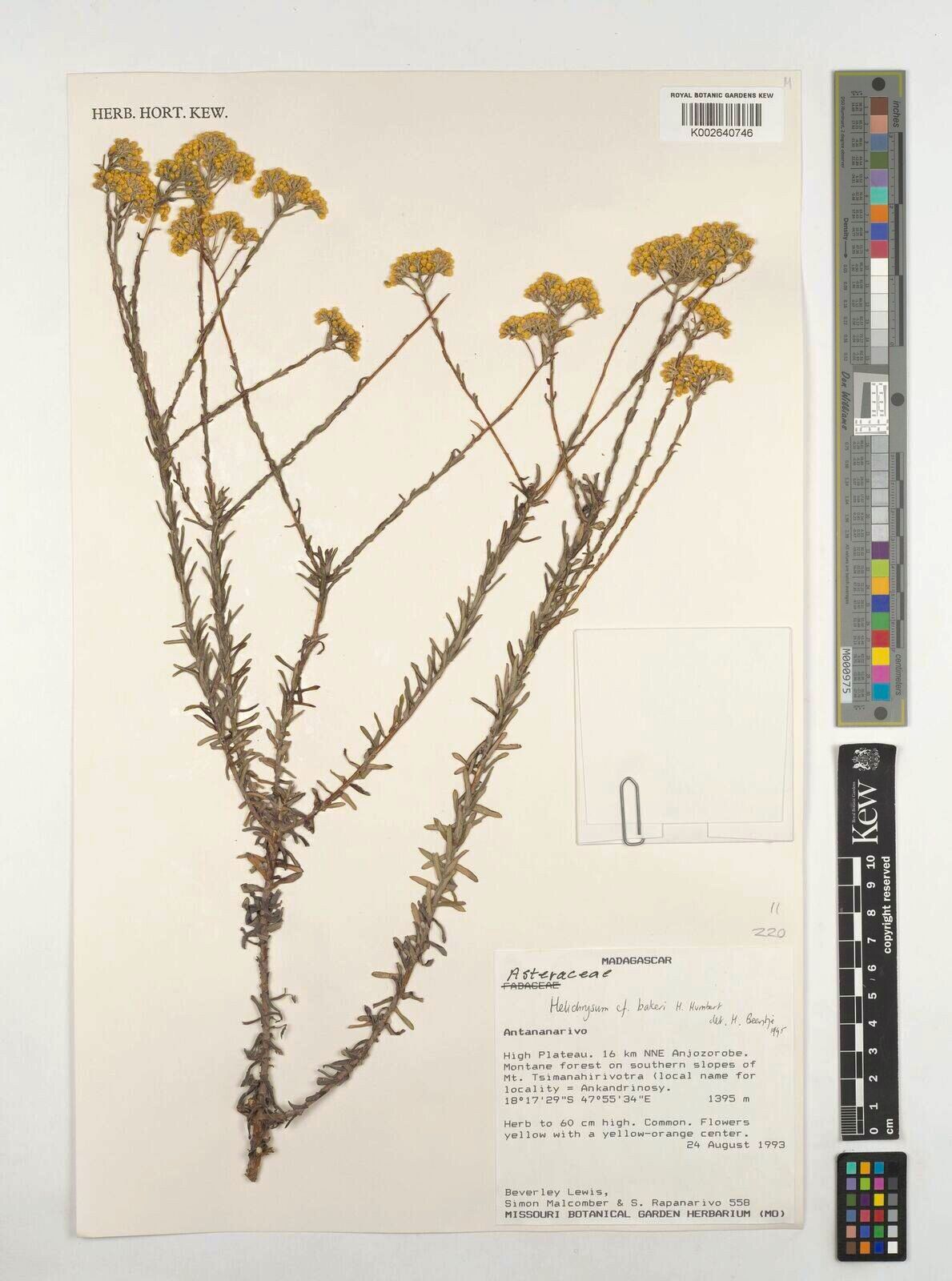 Helichrysum bakeri — houseplant care guide